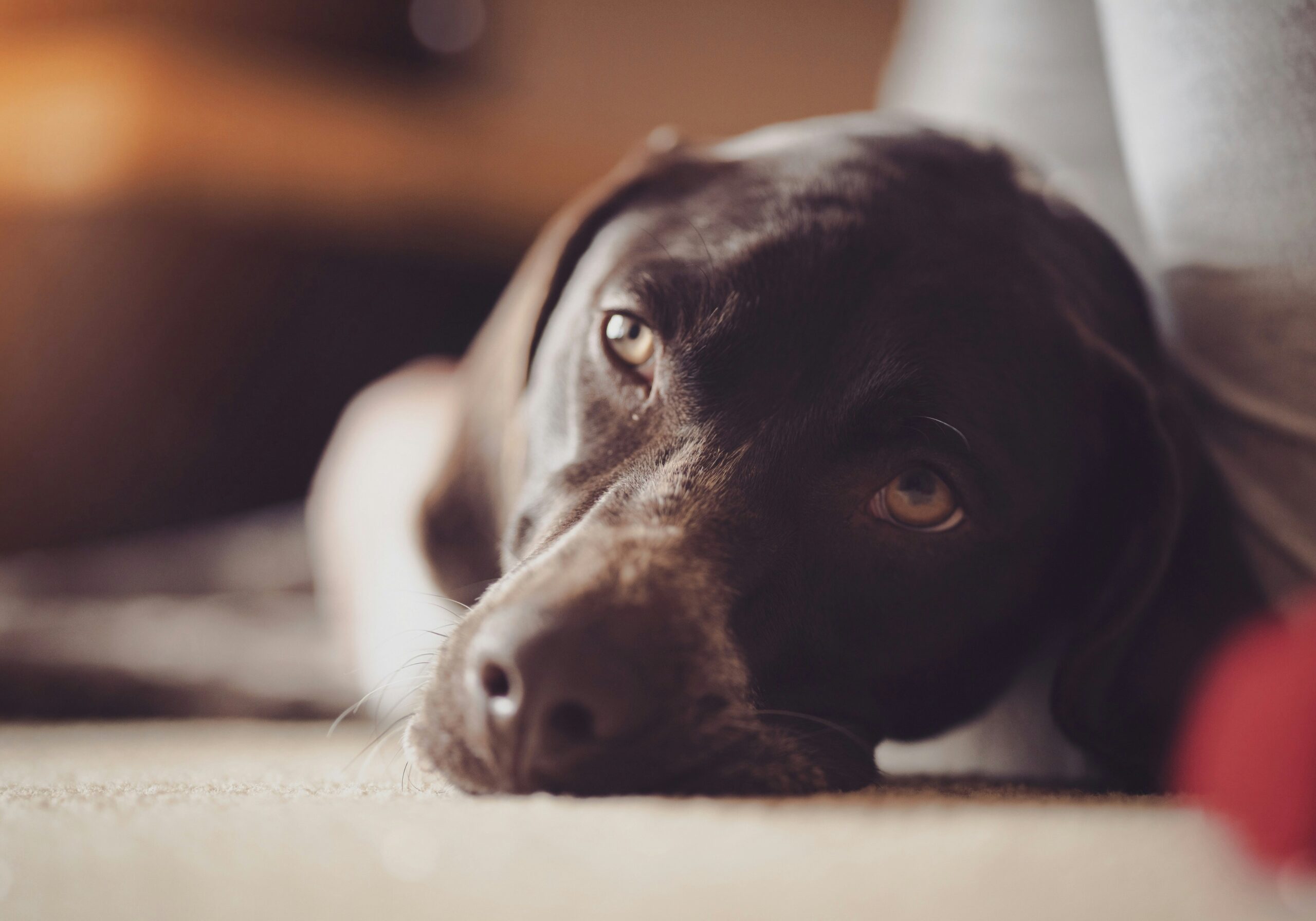 5 Reasons Your German Shorthaired Pointer Loves to Rest Near You