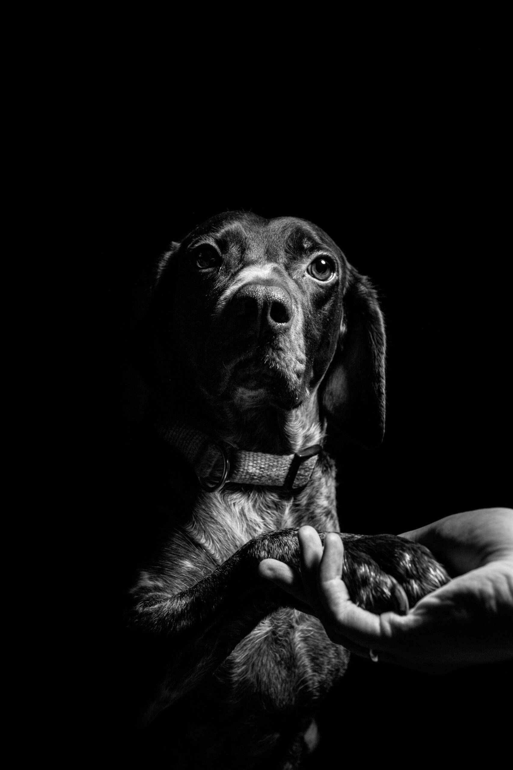 Capturing the Essence: How to Find the Perfect Photographer for Your German Shorthaired Pointer