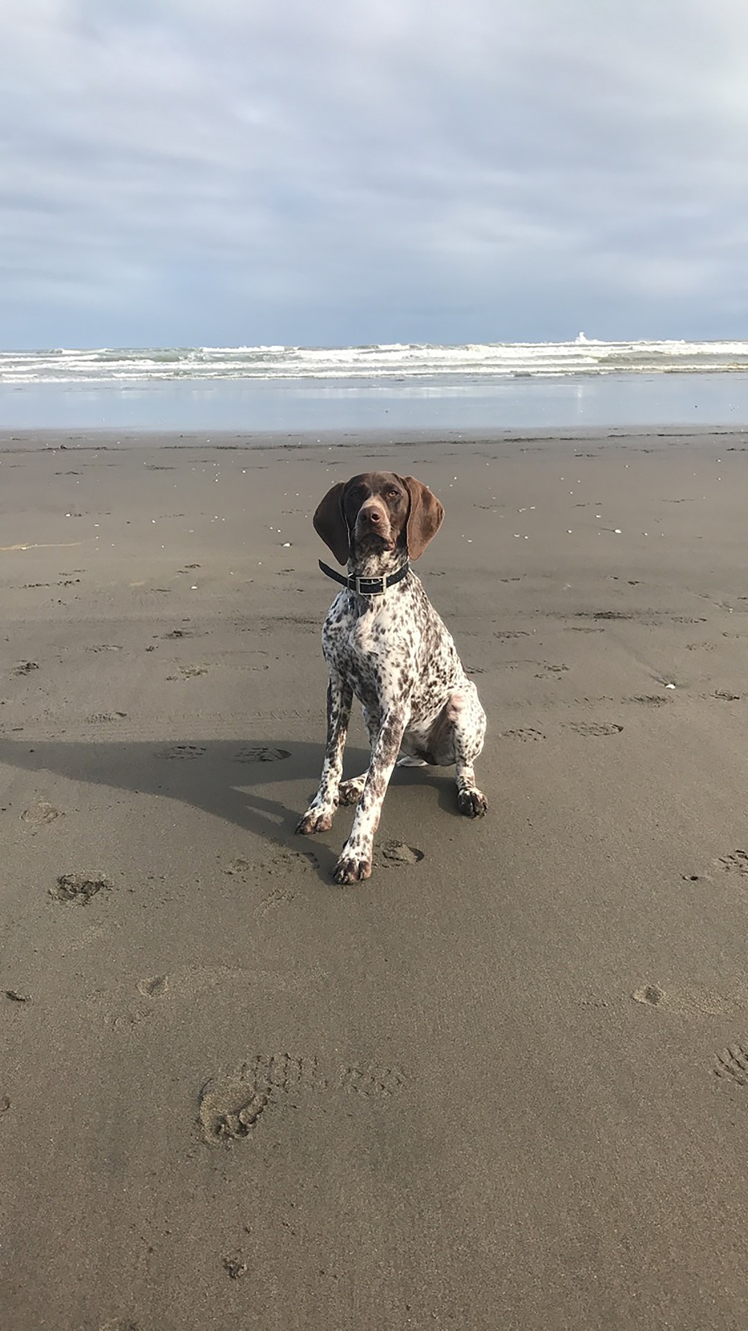 Navigating Waves and Sand: How to Find the Perfect Dog-Friendly Beach for Your German Shorthaired Pointer