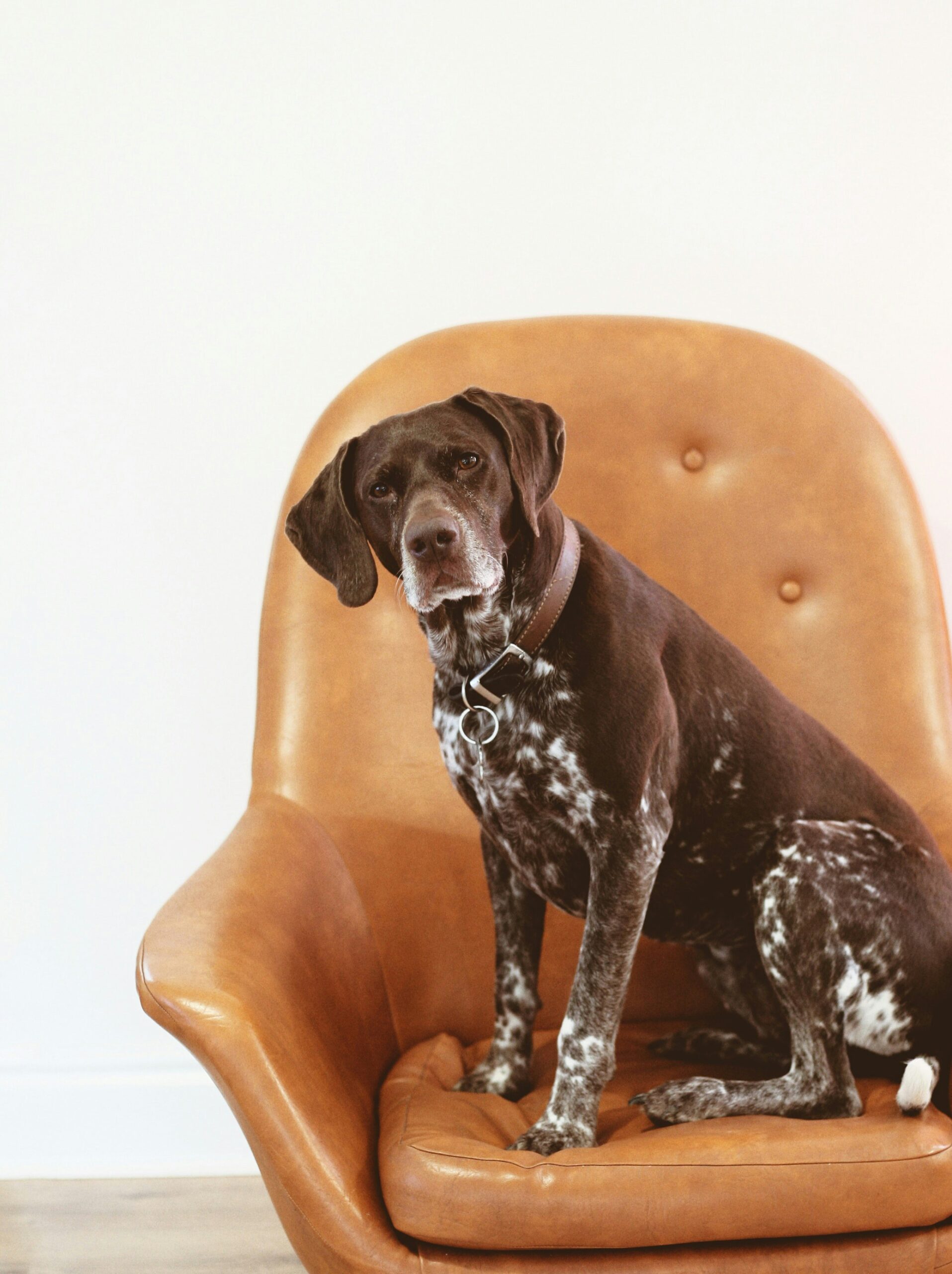8 Effective Strategies to Keep Your German Shorthaired Pointer Off the Furniture