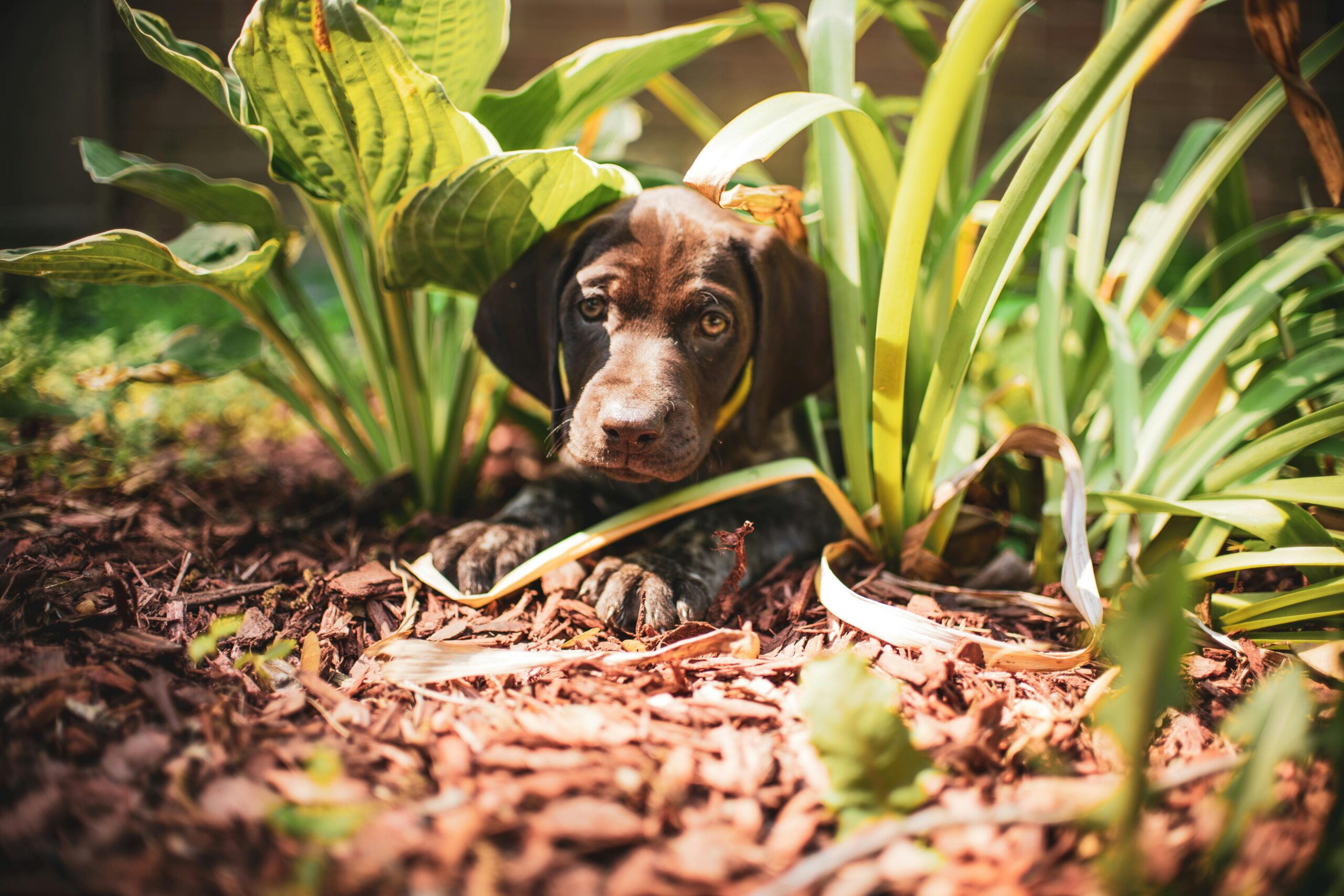 5 Reasons Your German Shorthaired Pointer Loves to Explore with You in Sight
