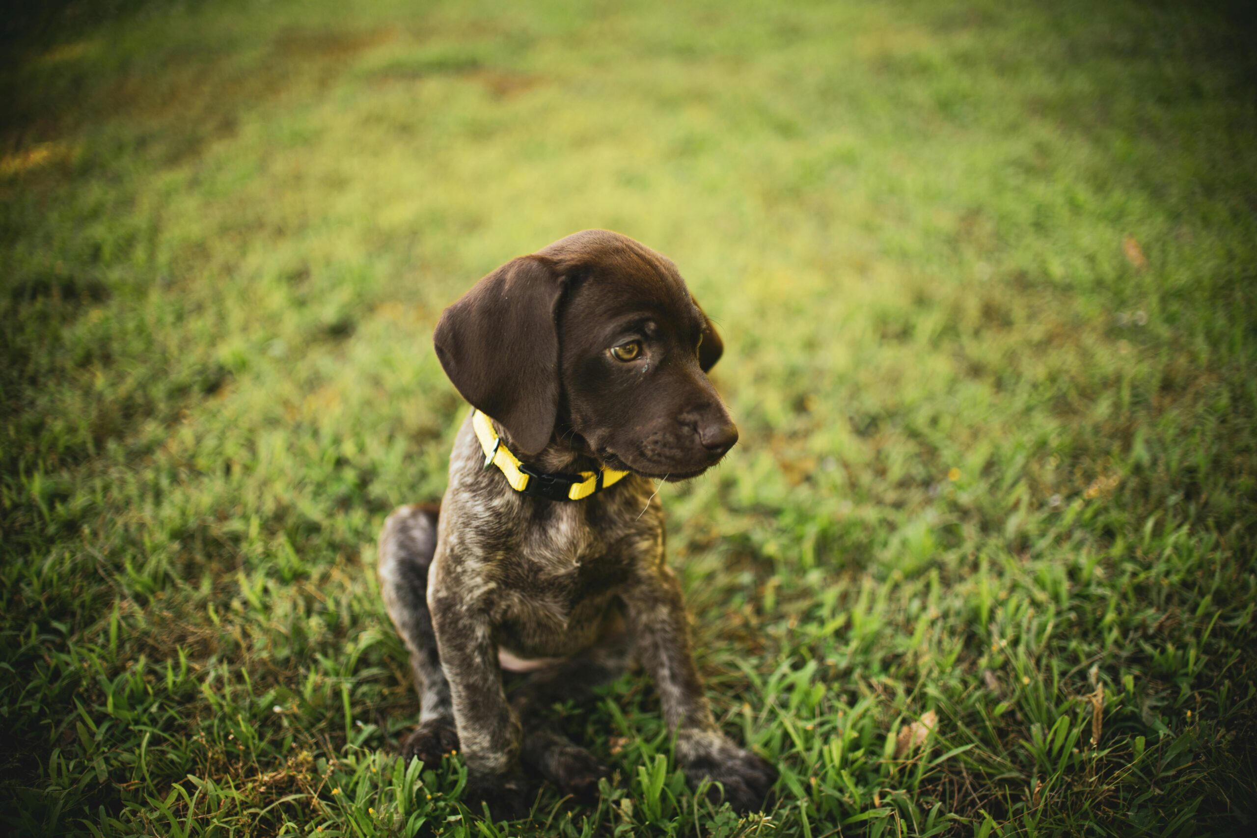 Building a Bond: 5 Essential Training Exercises for Your German Shorthaired Pointer Puppy