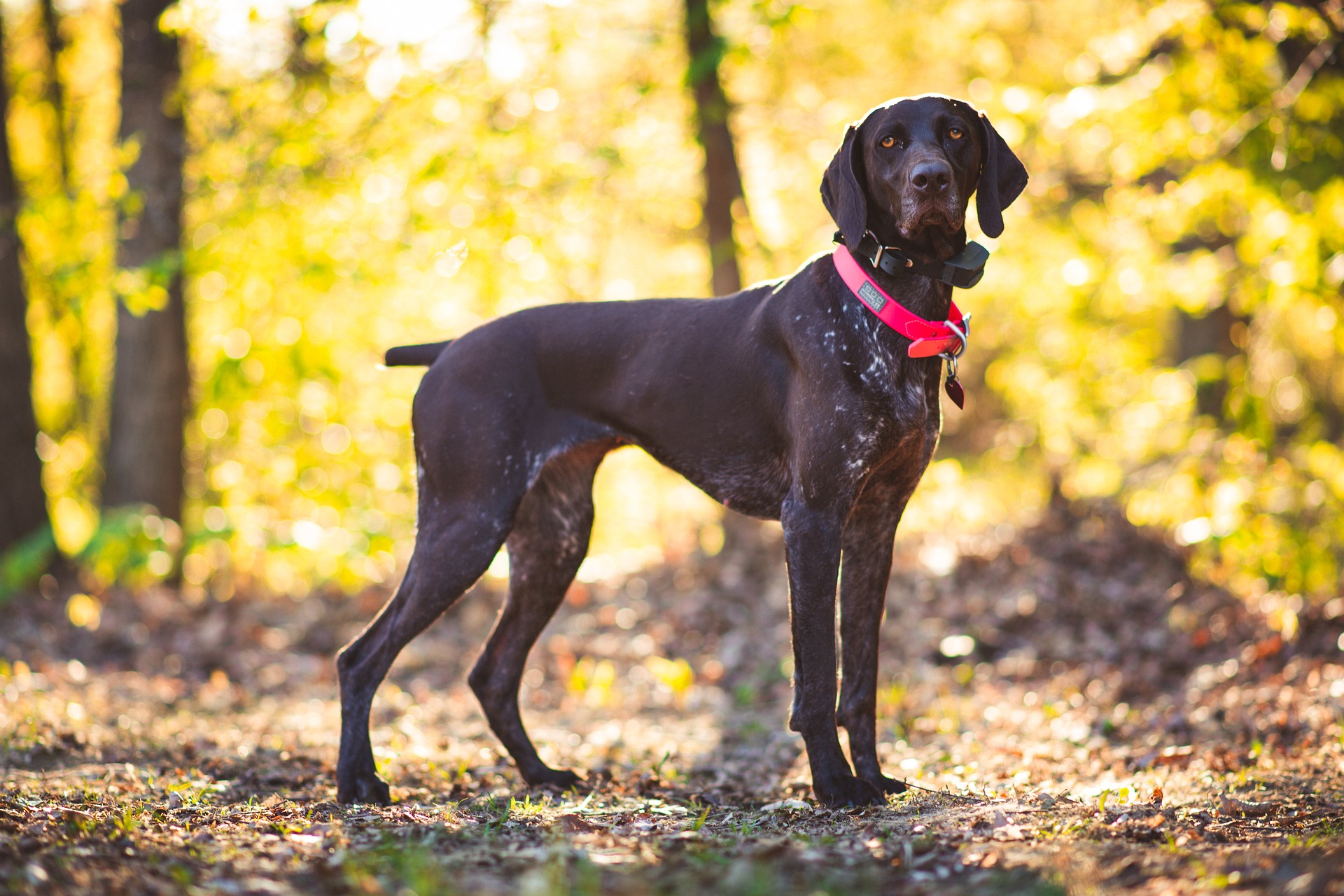Hiking Essentials: 8 Must-Have Items When Trekking with Your German Shorthaired Pointer