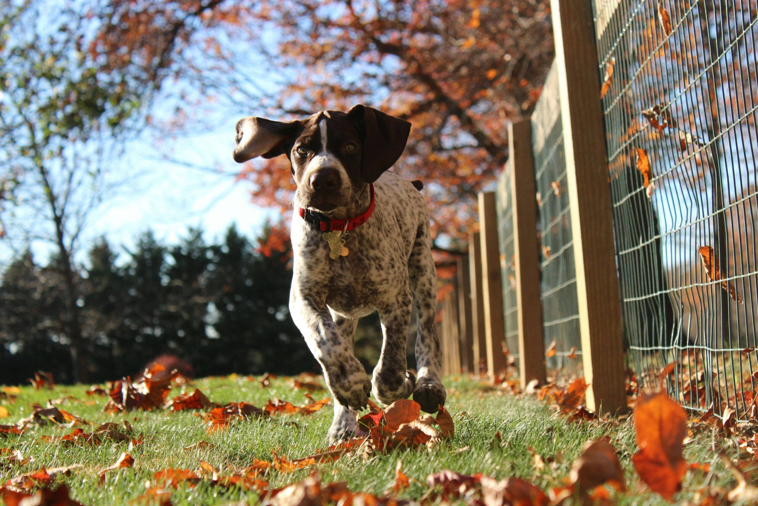 Keeping Your German Shorthaired Pointer Active: 5 Fun Activities for a Happy Pup